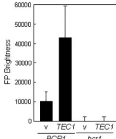 FIG. 7. Effect of ectopic TEC1TEC1onduced into wild-type (transformed with the emptySAC523 ((bcr1 expression and BCR1 inactivation ALS3-GFP expression