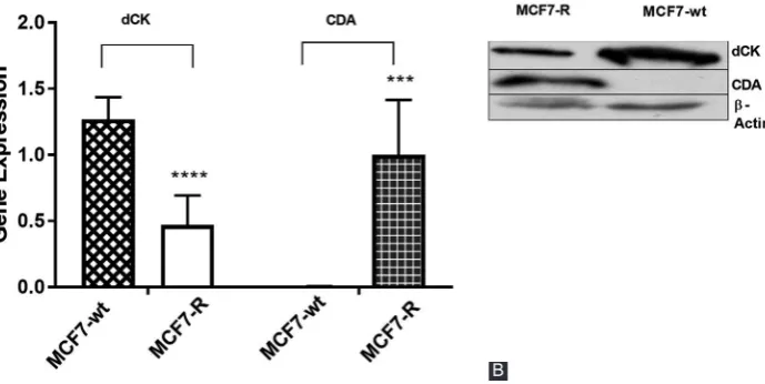 FIGURE 1. (A) Gene expression of deoxycytidine kinase (dCK) and cytidine deaminase (CDA) in MCF7-wt and MCF7-R cell line was mea-sured by quantitative reverse transcription PCR (qRT-PCR)