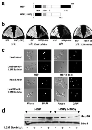 FIG. 1. (a) S. cerevisiae(DBD), and a trimerization region (T). (b to d) Properties of PSY145* and PSY145*HSF(1-583), strains that express either the wild-type or theCT domain-deﬁcient Hsf1 [HSF or HSF(1-583), respectively]