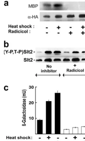FIG. 2. Analysis of the effects of Hsf1 CT domain loss on Slt2phosphorylation and Rlm1 activity