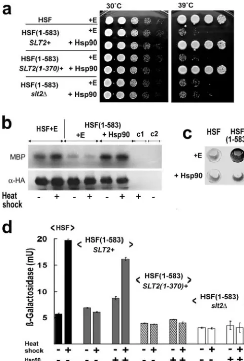 FIG. 4. Hsp90 overexpression rescues Slt2 activity in the HSF(1-583) mutant. (a) Three-day YPD agar growth at 30 and 39°C of