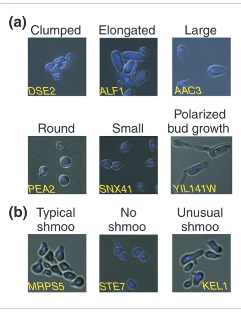 Figure 2Characteristic yeast cell phenotypes observed on arrays