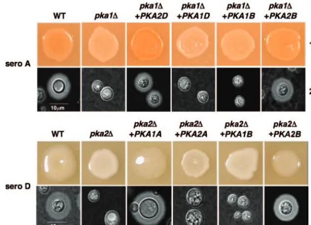 FIG. 2. Pka1A and Pka2D are functional in serotype AD hybrids. To test if PKA1AA, respectively, hybrid diploid serotype AD strains bearing various combinations ofWild-type (WT) serotype A and D strains (KN99pka1DJKH324), were grown on Niger seed medium and