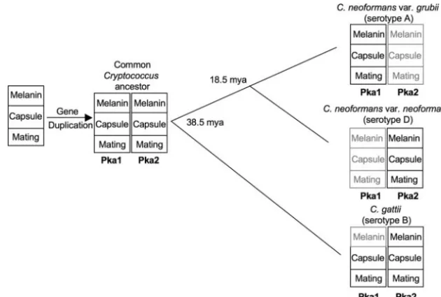 FIG. 6. Model for functional loss and speciation following duplication of the PKA catalytic subunits in CryptococcusThe catalytic subunits are involved in the regulation of at least three virulence factors that include melanin production, capsule productio