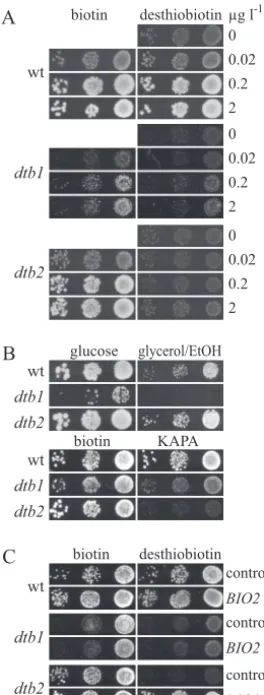 FIG. 2. Cloning of ISA2vector p426-GPD, orcells were washed and plated on SD plates containing 0.2precipitated with a speciﬁc antiserum