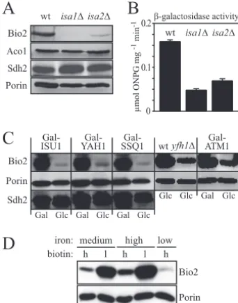 FIG. 5. Expression of BIO2 is low in cells with defects in Fe/Sprotein maturation and under iron-limiting conditions