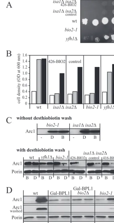 FIG. 6. Biotin synthase is inactive in isasource. Cells were shifted for 16 h to the same medium (mid (control),containing 20(wt) cells, aGPD (426-SD medium lacking biotin
