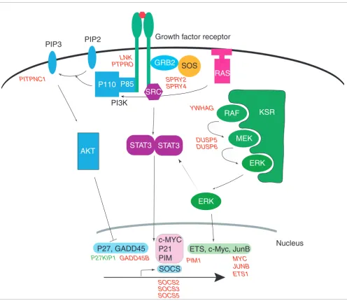 Figure 3Signaling pathways activated by serum and GF treatments