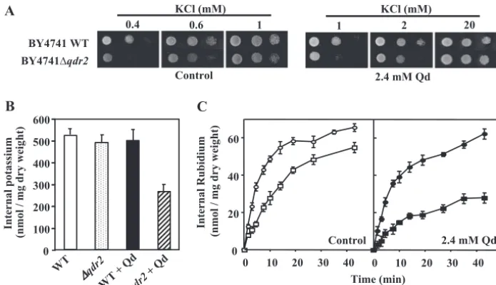 FIG. 1. QDR2(A) Growth ofsupplemented with increasing Kin the BY4741 parental strain (Cells of the wild type and the mutant were grown and treated as described in Materials and Methods