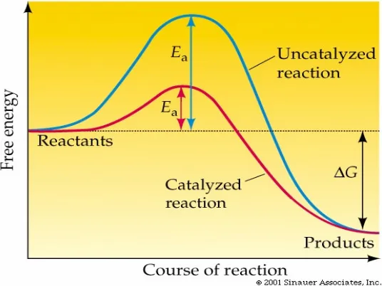 Fig 1.1. Decrease of activation energy by a catalyst (Adapted from reference 4)