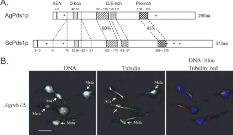 FIG. 4. (A) Comparison between AgPds1p (AGR083W) and ScPds1p (YDR113C). The percent identity between the two proteins is 29%.N-terminal protein destruction motifs (KEN box and D box) are noted in addition to three conserved regions in the middle of Pds1p, one highly