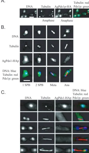 FIG. 5. AgPds1p is present in nuclei but diminishes in anaphase. Spores from a strain expressing AgPds1p-HA (NSG09) were grown under selectiveconditions and then processed for immunoﬂuorescence