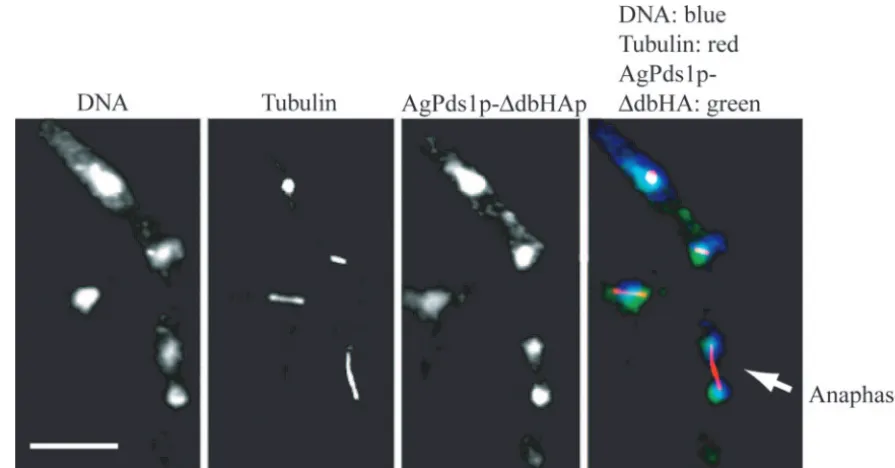 FIG. 6. AgPds1�selective plate, vortexed in liquid medium to break apart the mycelia, grown under selection for 15 h, and processed for tubulin and HA epitopestaining