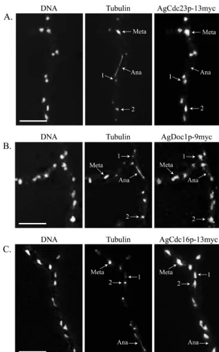 FIG. 7. The predicted A. gossypiicycle. (A) AgCdc23p-13myc (GVS4), (B) AgDoc1p-9myc (NSG11), and (C) AgCdc16p-13myc (GVS2) cells were grown for 16 h at 30°C underselective conditions and processed for anti-myc and antitubulin immunoﬂuorescence