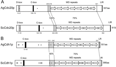 TABLE 4. Comparison of APC/C core factors and coactivatorsubunits from S. cerevisiae and A
