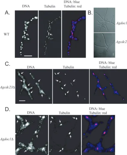 FIG. 2. Cells lacking AgCDC23for 15 h at 30°C and processed for antitubulin immunoﬂuorescence and DNA staining