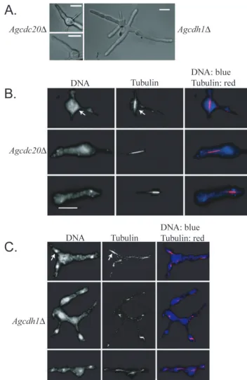 FIG. 3. Cells lacking AgCDC20germlings for Agtubulin and DNA staining. The arrow points to an example of a mitotic spindle