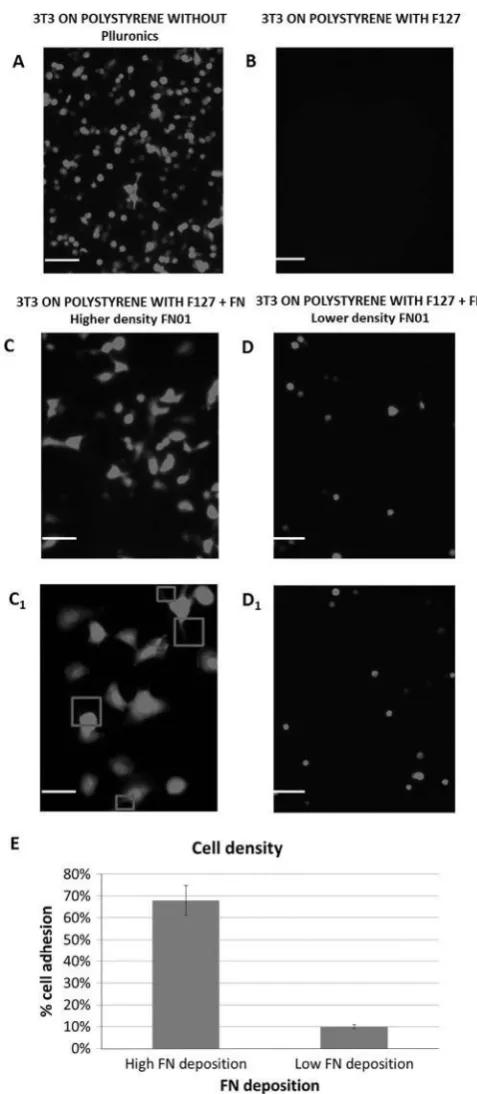 Fig. 5. Fluorescence microscopy images of fibroblasts adhesion acquired before and after FN and 
