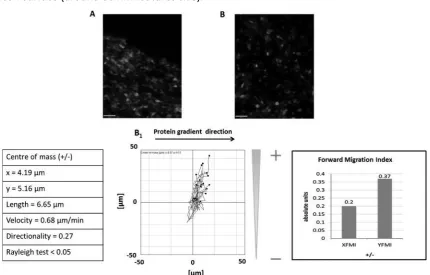 Fig. 6. 3T3 cell migration analysis. In A and B an example of the fluorescence images acquired at time 
