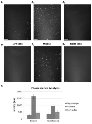 Fig. 1. Fluorescence images of the silica (A1, A2, A3) and non-TCP polystyrene (B1, B2, B3) substrates after Fibronectin deposition (Scale bar 90 Lm), and an analysis of the relative fluorescence intensity (C) (mean ± SD) reported (400 x 400 DPI)