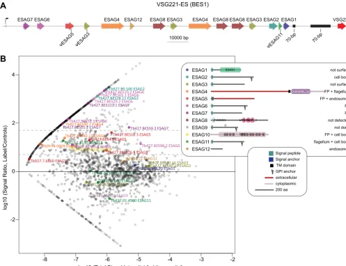 FIGin cells used in this study.localization of the ESAGs. All localization data are from ES copies, except for ESAG5, 10 and 11, which are not present in BES1) for which aFig