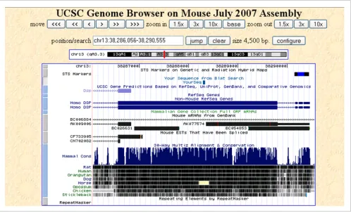 Figure 3Genomic mapping of mouse peptide LLEAQIATGGIIDPK using UCSC Blast program