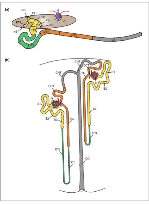 Figure 2Xenopus known as glomus) is derived from the splanchnic layer of the intermediate mesoderm and receives blood from vessels that branch from the dorsal aorta