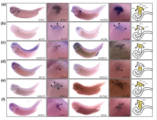 Figure 3The expression domains of slc genes identify three distinct segments in the proximal tubule