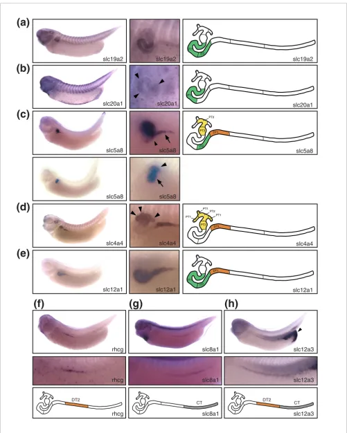 Figure 4 (see legend on previous page)