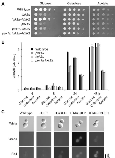FIG. 8. Hexokinase 2 is required for efﬁcient utilization of glucose but is not localized to peroxisomes