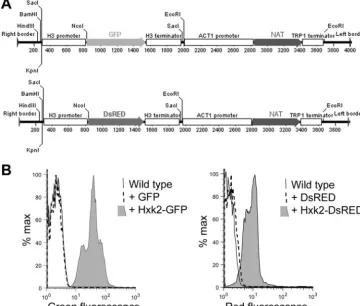 FIG. 1. (A) Construct design of the T-DNA region in plasmids for expression of GFP and DsRED protein fusions in C