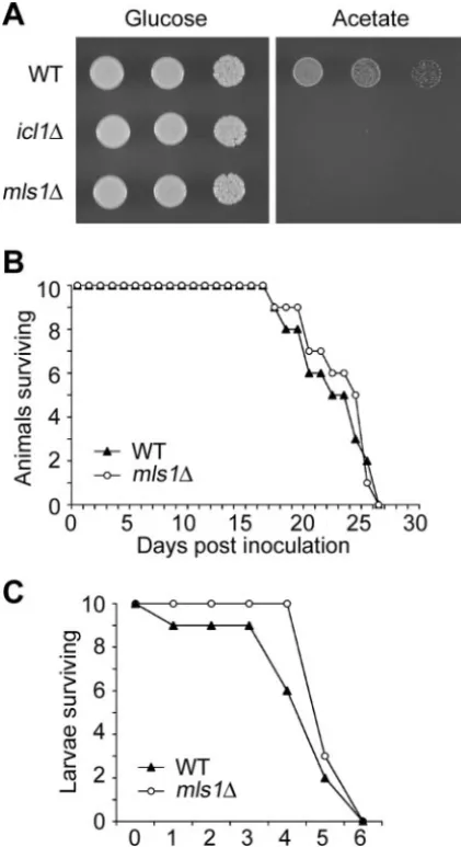 FIG. 3. Disruption of peroxisome function in C. neoformanswith constructs to express the red ﬂuorescent DsRED protein with orwithout an additional -SKL tripeptide at the C-terminal end