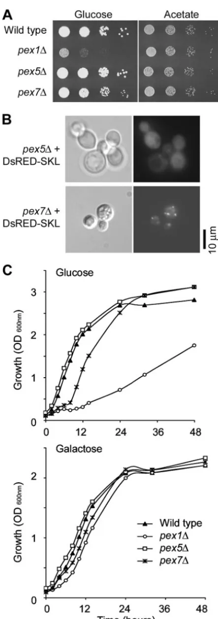 FIG. 5. Function of the Pex5 and Pex7 proteins for targeting pro-teins to peroxisomes or growth on minimal media, respectively