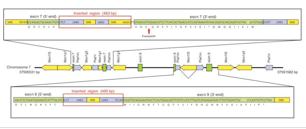 Figure 4Inactivation of CTSE gene by insertion of interspersed elements