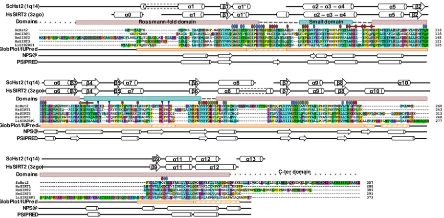 Fig 2. Multiple sequence alignments of LiSIR2RP1 with yeast Hst2 and human SIRT1-3 homologues