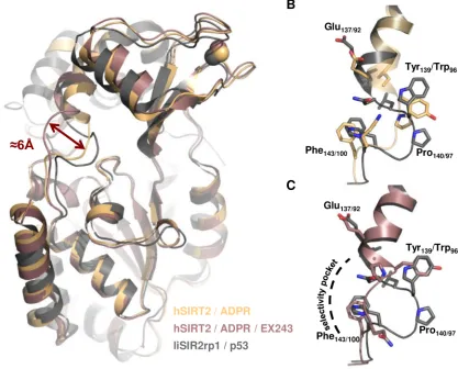 Fig 4. Selectivity pocket found in hSIRT2. (A) Superposition of LiSIR2rp1(ΔP253-E303)/Acetylated p53 peptide complex (grey) withhSIRT2 in complex with ADPR alone (pdb: 5d7o)(orange) or with EX243 inhibitor (pdb: 5d7p) (pink)(rmsd = 1.2Å)