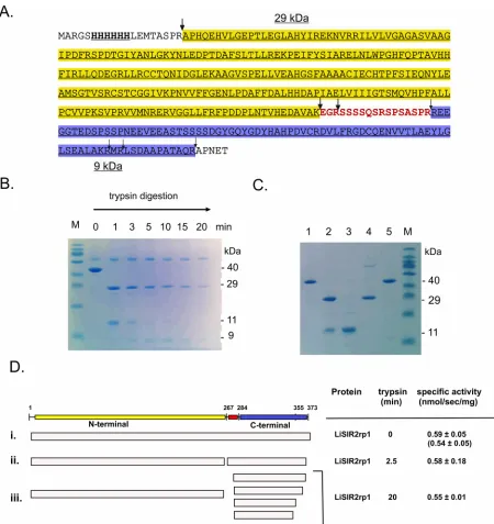 Fig 1. Probing the proteolytically-stable domain structure of LiSIR2rp1 and its deacetylase activity