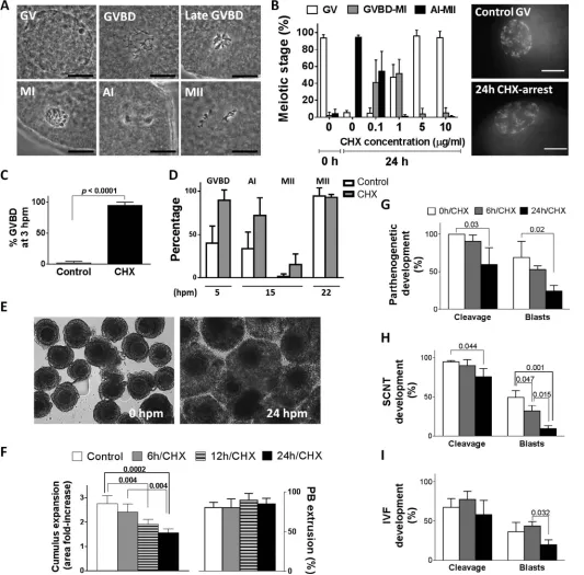 FIG. 1.Ovine oocytes released from CHX arrest undergo GVBD acceleration and have lower developmental competence.Barstages assessed by Aceto-Orcein staining.2-phenylindole staining of oocytes at the 0-h culture (control GV) or after 24 h in CHX (determined 