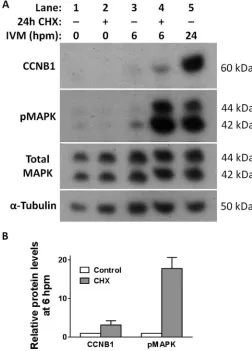 FIG. 2.Premature accumulation of CCNB1 and pMAPK in oocytesanalysis of CCNB1 and pMAPK in 24-h CHX-arrested oocytes (lane 2) andreleased oocytes after 6 h of IVM (lane 4) as well as in nontreated controloocytes before IVM (lane 1) and after 6 h of IVM (lan