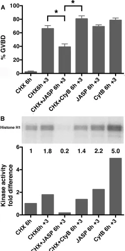 FIG. 4.Stabilization of actin filaments during CHX arrest preventaccelerated GVBD after release