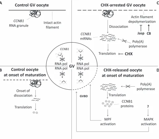 FIG. 5.Model of GVBD acceleration in CHX-treated mammalian oocytes. Neither polyadenylation nor transcription ofthis is unclear (see text)
