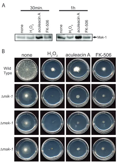 FIG. 6. Responseto10 mM), aculeacin A (10cated times. (B) Basal hyphal growth. The wild type and themek-1or FK-506 (10(A) Phosphorylation of MAK-1