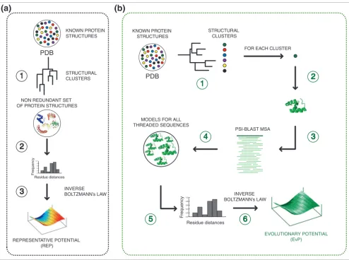 Figure 4EvP and REP derivation protocolsfrom the PDB database; step 2, calculate all residue-residue distance frequencies within each of the representative chains from step 1; and step 3, derive a step process to: step 1, generate a non-redundant set of pr