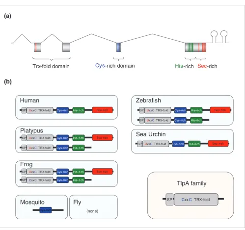 Figure 1Domain organization of SelP and structures of SelP genes
