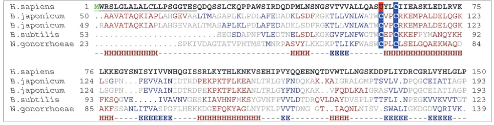 Figure 2SelP is a thioredoxin fold-like protein