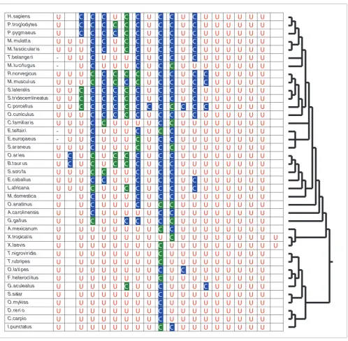Figure 3Occurrence of Cys and Sec in vertebrate SelP sequencesOccurrence of Cys and Sec in vertebrate SelP sequences