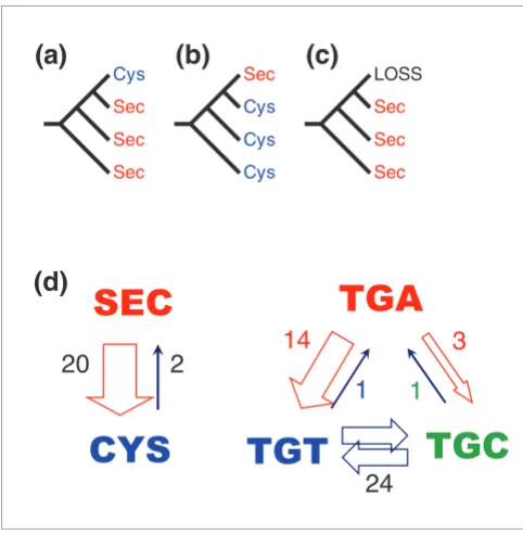 Figure 5Inference of Sec transitionssequences and one sister sequence to contain Cys. Inference of Sec transitions