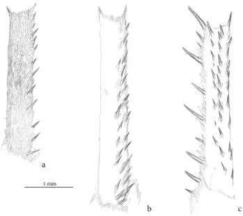 Figure 5. Foreleg basitarsus of (a) Hyles tithymali (no data, MTD), (b) H. nicaea castissima (Austaut, 1883) (Algeria, Tlemcen, MTD), (c) H