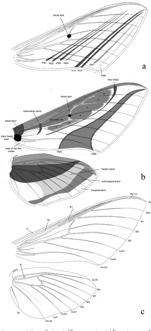 Figure 8. Schematic representations of wings in Choerocampina. (a) Forewing ground pattern (not Hyles), (b, c) fore- and hindwings with (b) Hyles pattern elements and (c) wing venation labels.