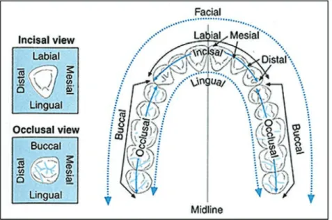 Figure 14.  Surfaces of the Teeth. Diagram of surfaces of the teeth.